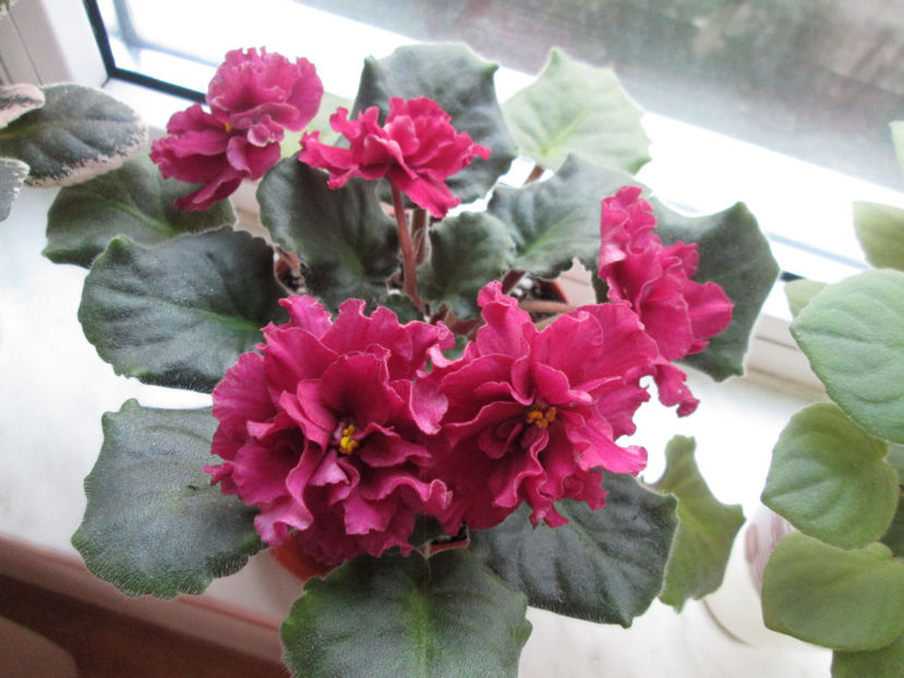  - Le Ocnnenyj Cvetok