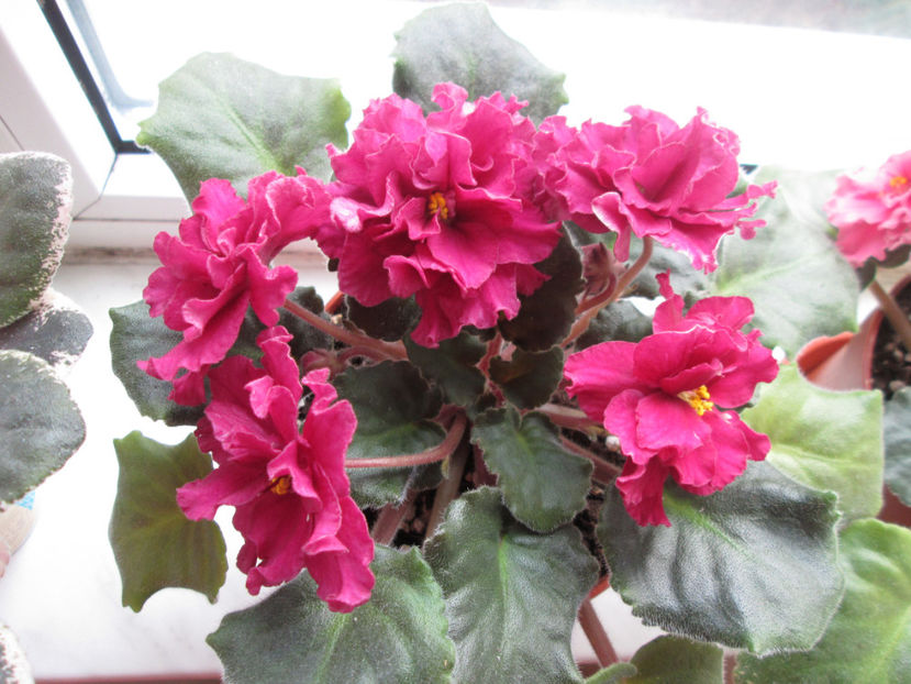  - Le Ocnnenyj Cvetok