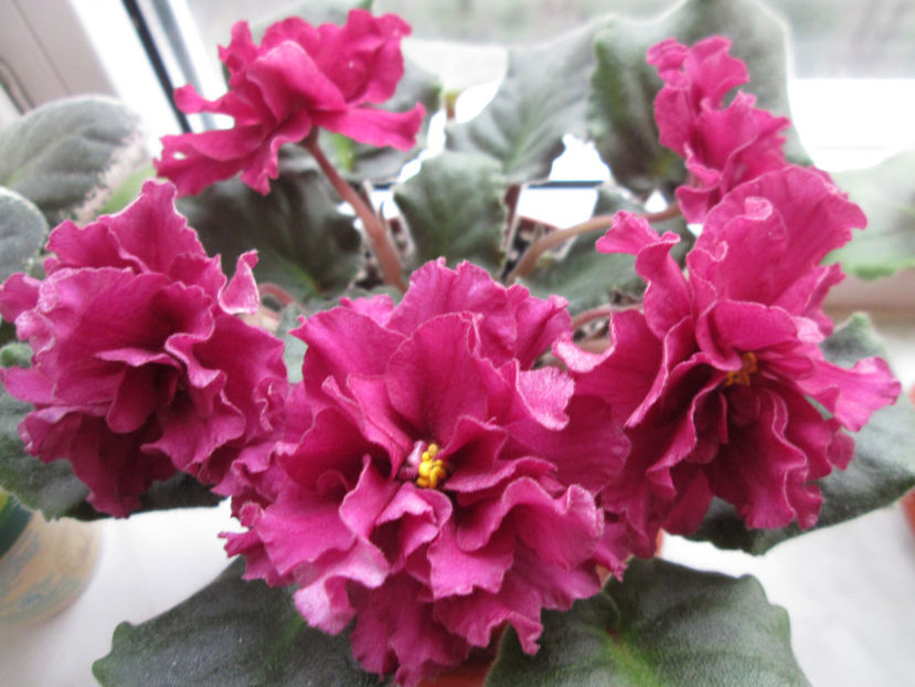  - Le Ocnnenyj Cvetok