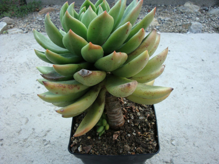 Echeveria agavoides Lem.1863. - Genul Echeveria