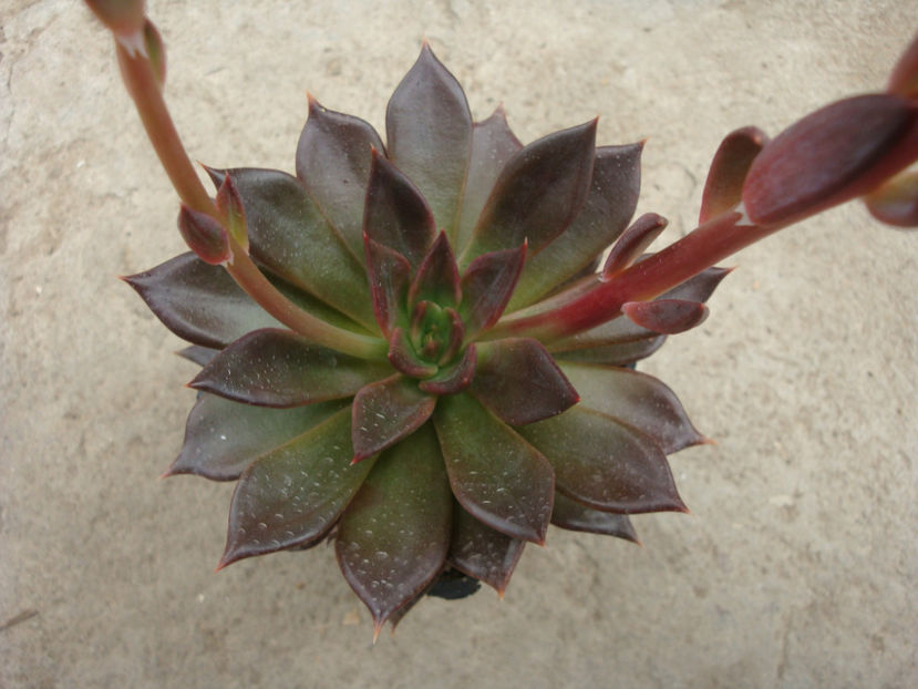 Echeveria  cv. "Black Prince" - Genul Echeveria