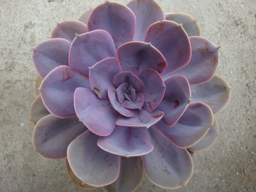 Echeveria gibbiflora cv. "metalica" - Genul Echeveria