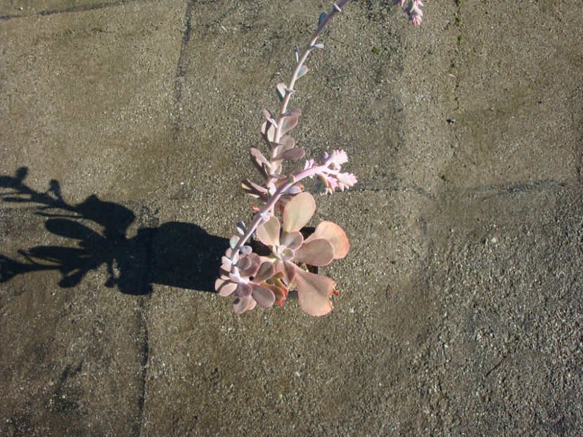 Echeveria gibbiflora DC. 1828. - Genul Echeveria