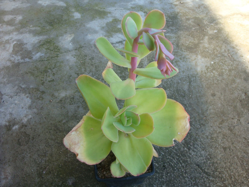 Echeveria pallida E.Walther 1938. - Genul Echeveria