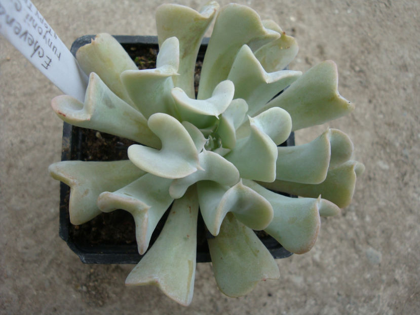 Echeveria runyonii cv. Topsy-Turvy - Genul Echeveria