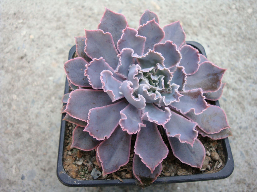 Echeveria shavianav cv. "rubra" - Genul Echeveria