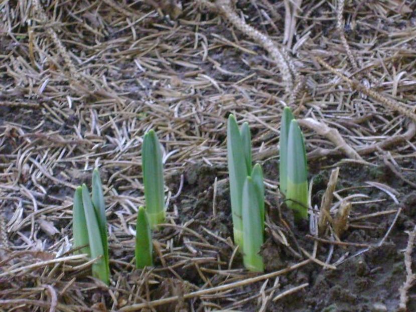 Ghiocei si narcise - v Iarna 2016-2017-2018