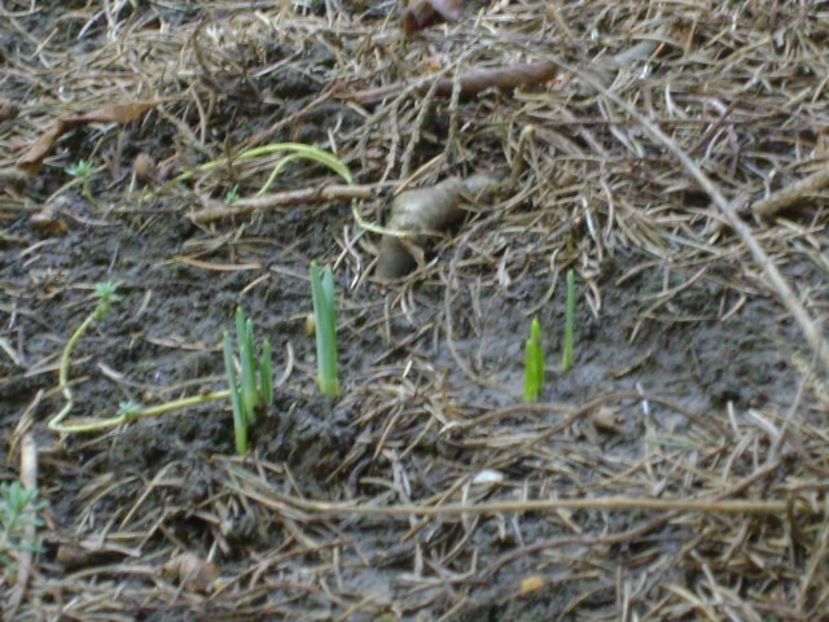 Ghiocei si narcise - v Iarna 2016-2017-2018