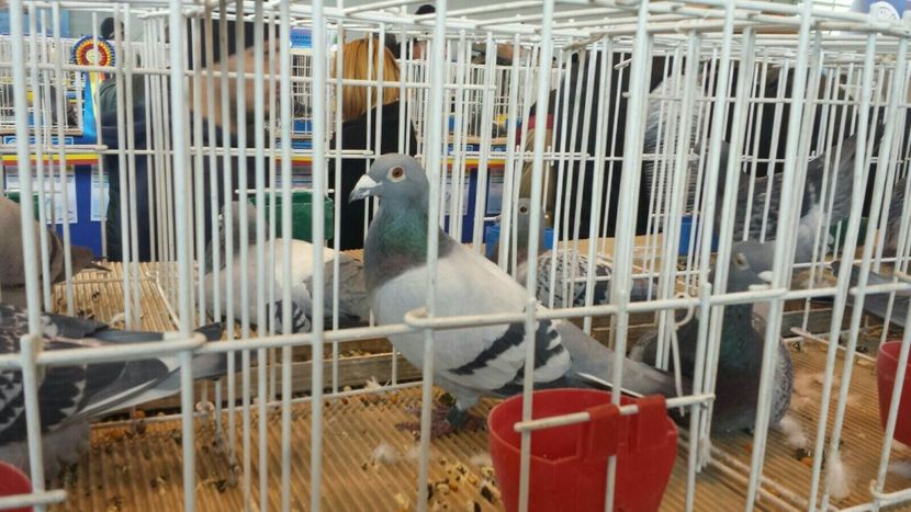 111223.15 M loc 10 Nat. Super maraton extrem 17 - REFERINTE-REZULTATE PORUMBEI TATOMIR GEORGE IN ALTE CRESCATORII