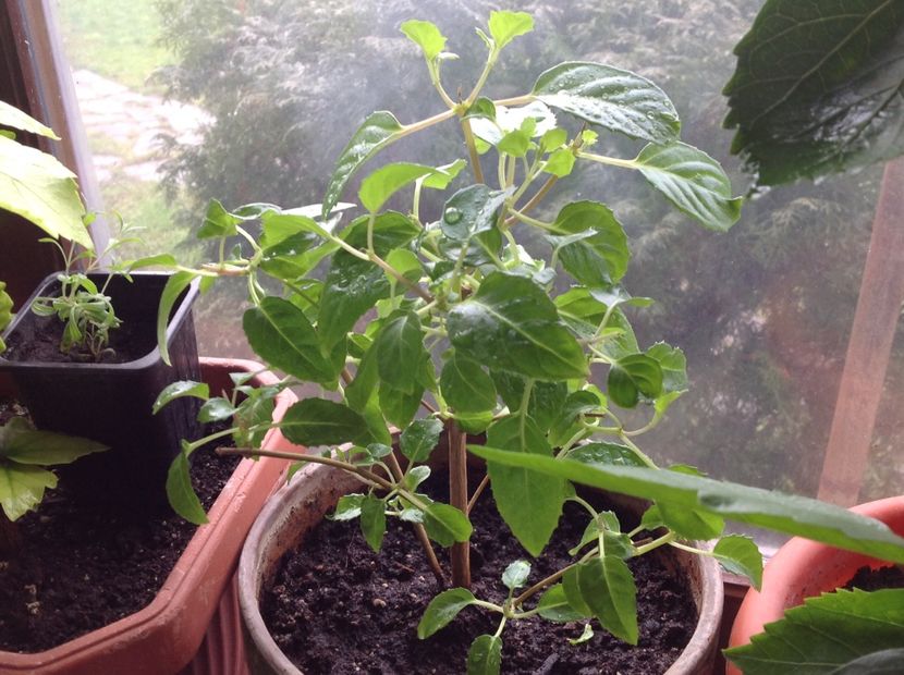 Blue Sarah - Tăiere de igienizare fucsia