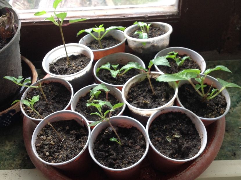  - Tăiere de igienizare fucsia