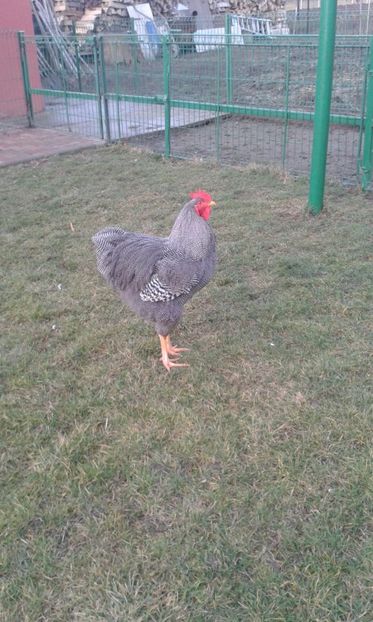  - PLYMOUTH ROCK BARAT-2018