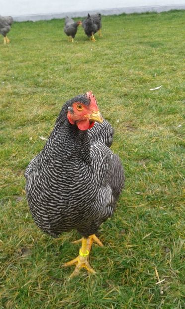  - PLYMOUTH ROCK BARAT-2018