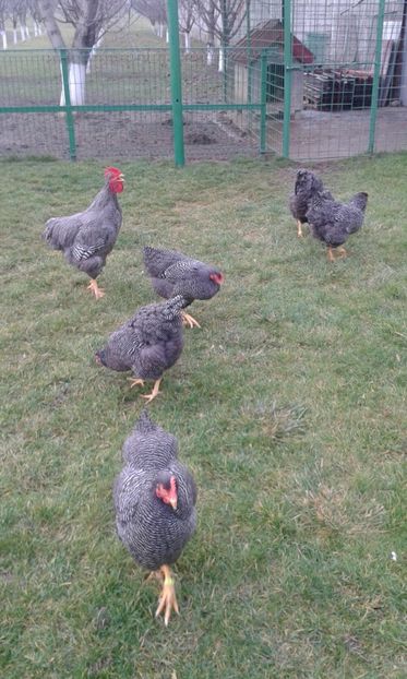  - PLYMOUTH ROCK BARAT-2018