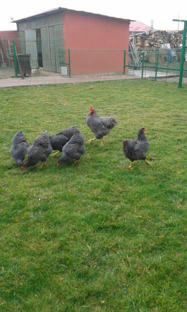  - PLYMOUTH ROCK BARAT-2018