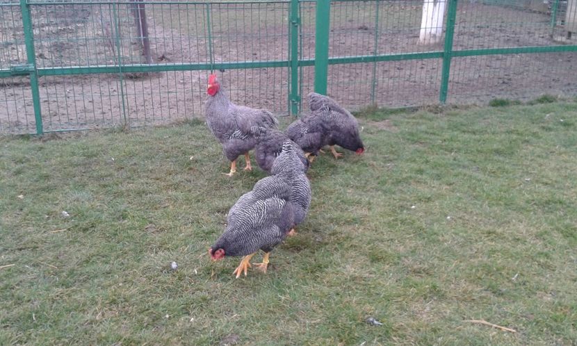  - PLYMOUTH ROCK BARAT-2018