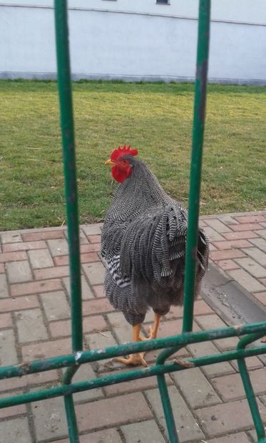  - PLYMOUTH ROCK BARAT-2018