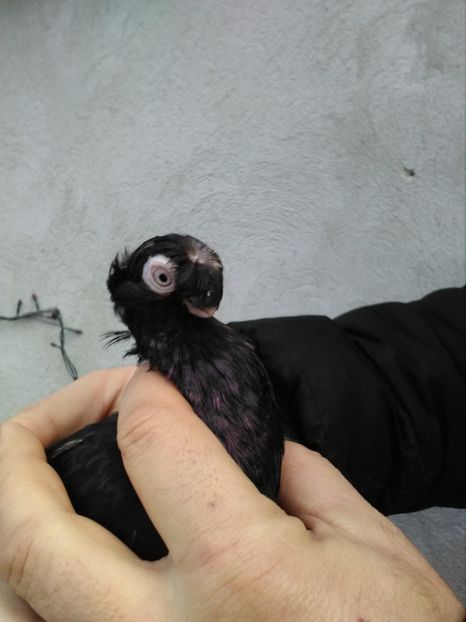  - Dublu moțați de calarasi