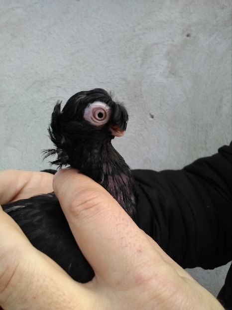  - Dublu moțați de calarasi