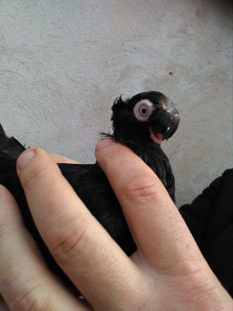  - Dublu moțați de calarasi