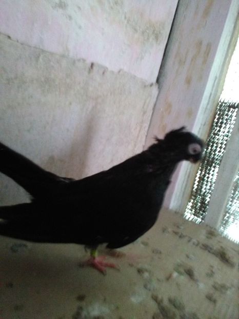  - Dublu moțați de calarasi