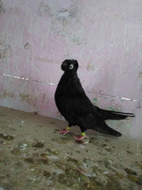  - Dublu moțați de calarasi