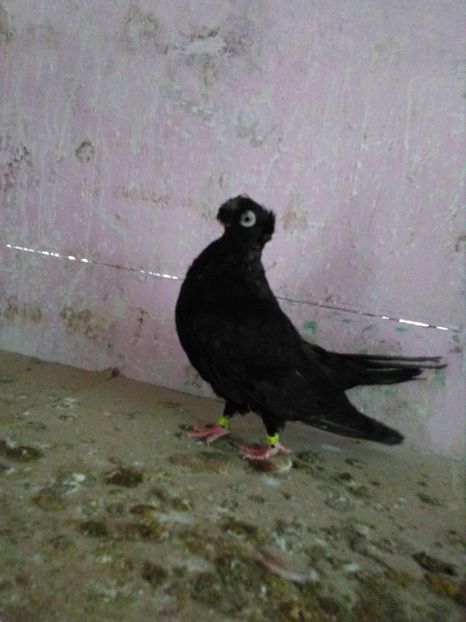  - Dublu moțați de calarasi