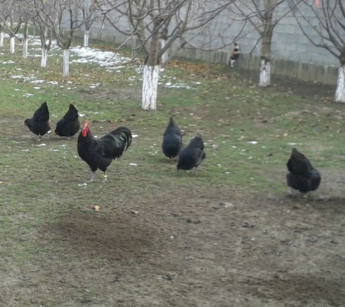 20171207_100216-2 - Australorps 2018