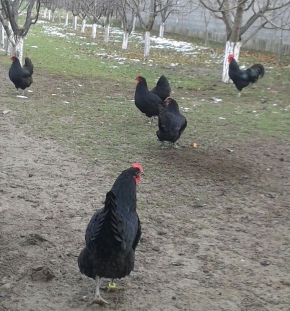 20171207_100524-1 - Australorps 2018