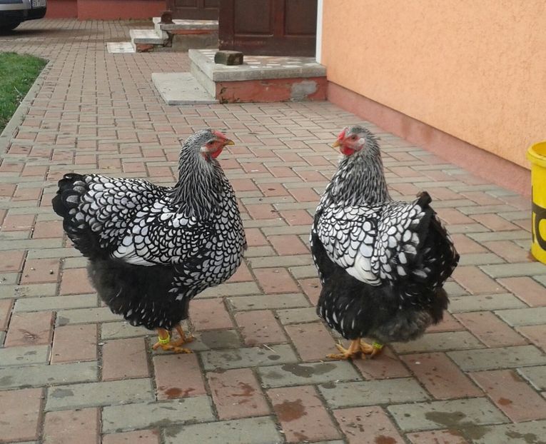 20171207_100406-1 - Wyandotte-Argintiu2018