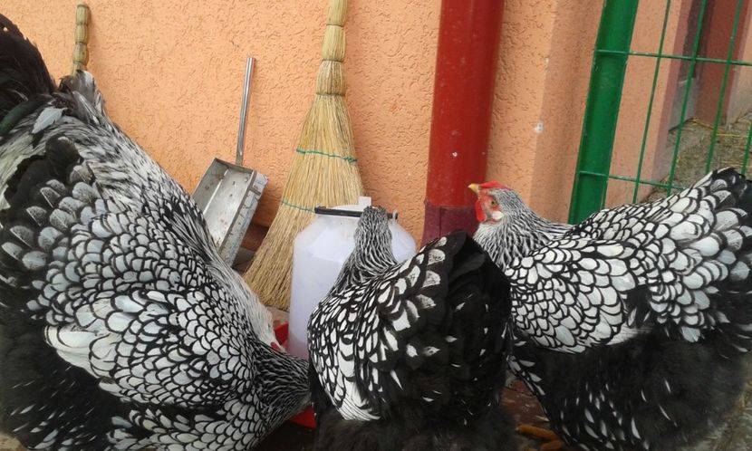  - Wyandotte-Argintiu2018