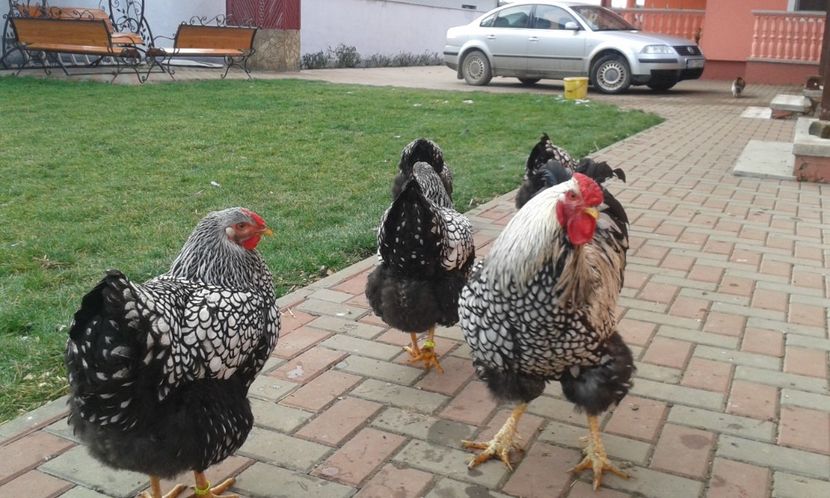  - Wyandotte-Argintiu2018