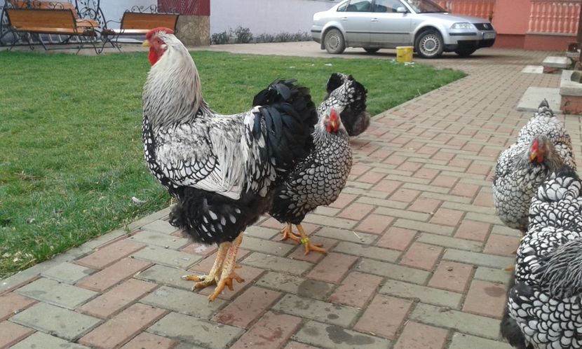  - Wyandotte-Argintiu2018