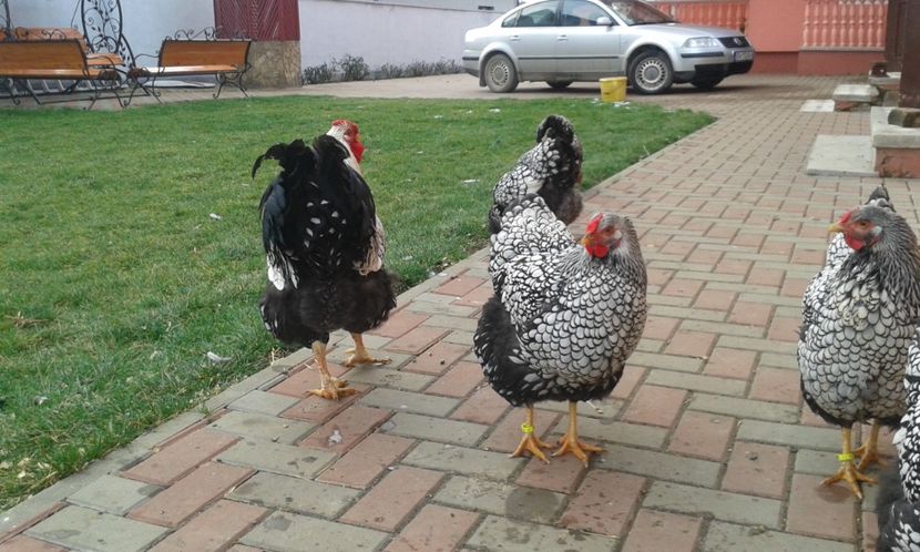  - Wyandotte-Argintiu2018