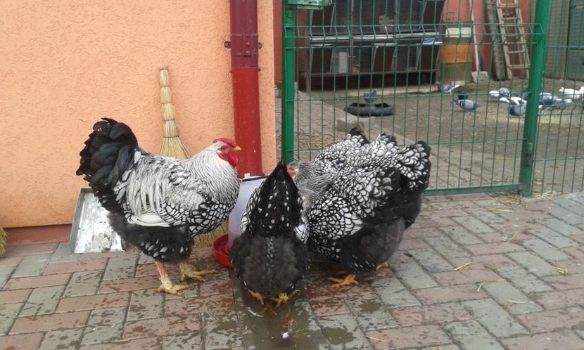  - Wyandotte-Argintiu2018