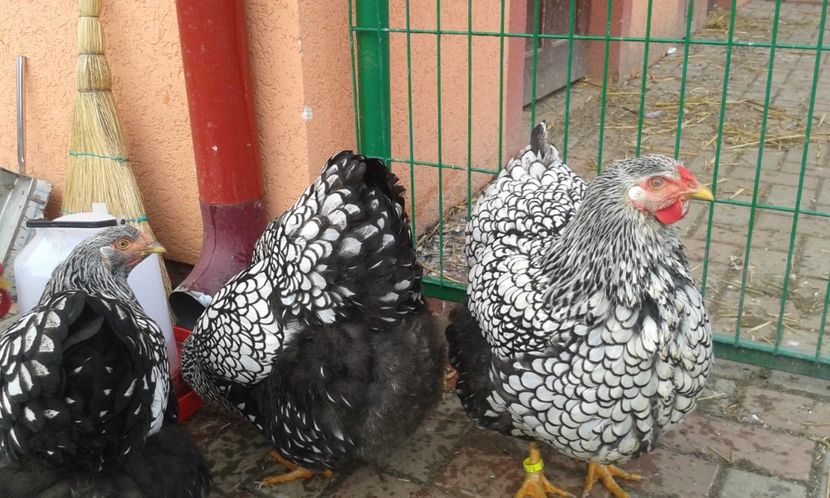  - Wyandotte-Argintiu2018