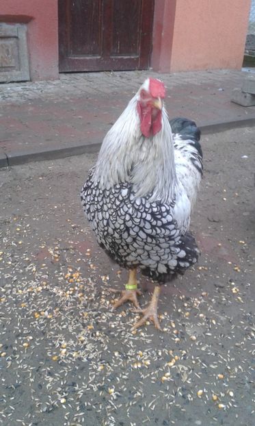  - Wyandotte-Argintiu2018