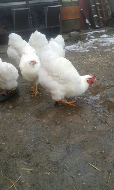  - Wyandotte alb 2018