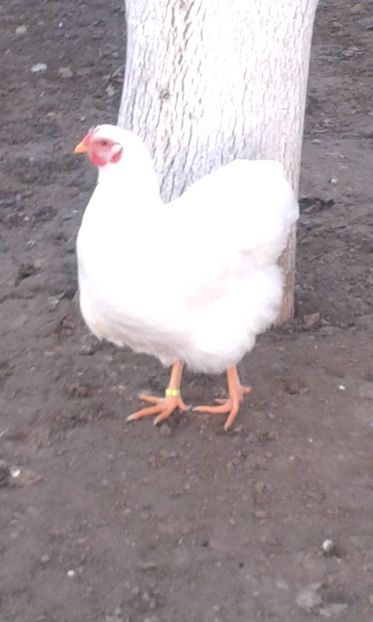  - Wyandotte alb 2018