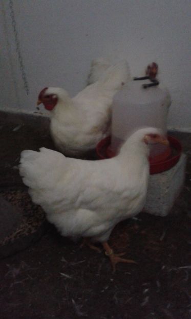  - Wyandotte alb 2018