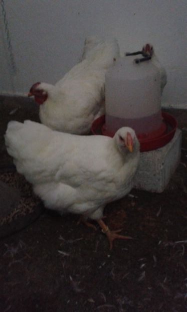  - Wyandotte alb 2018