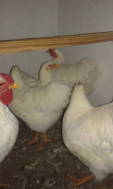  - Wyandotte alb 2018