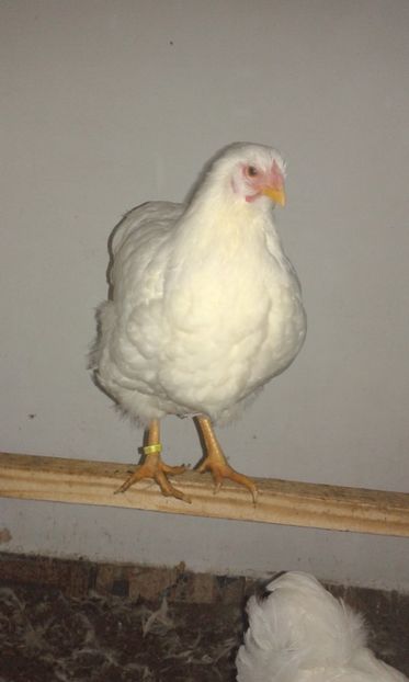  - Wyandotte alb 2018