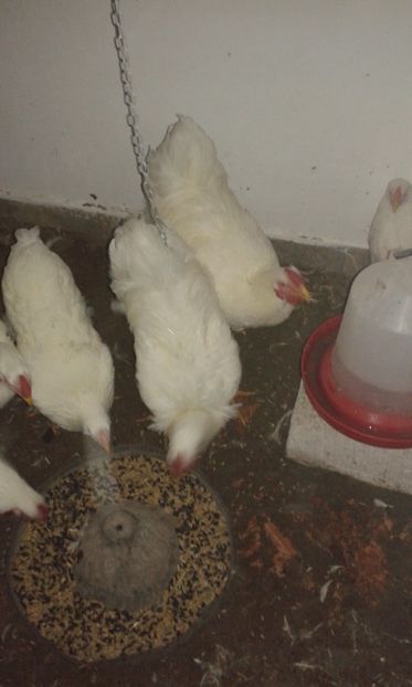  - Wyandotte alb 2018