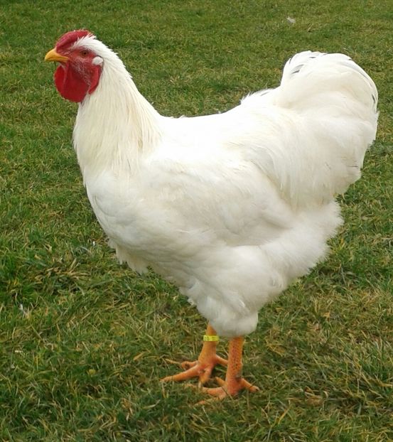 20171215_101505-1 - Wyandotte alb 2018