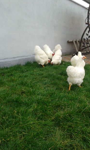  - Wyandotte alb 2018