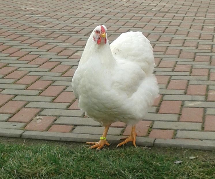 20171215_101534-1 - Wyandotte alb 2018