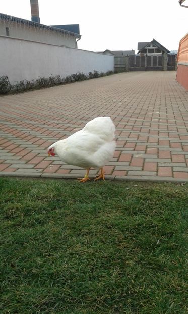  - Wyandotte alb 2018