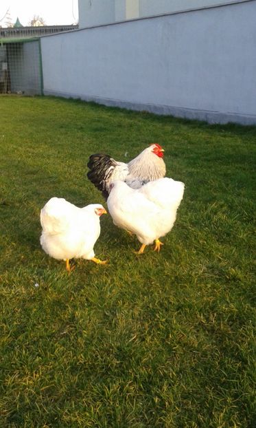  - Wyandotte alb 2018