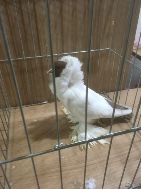  - De vanzare Cap de maur